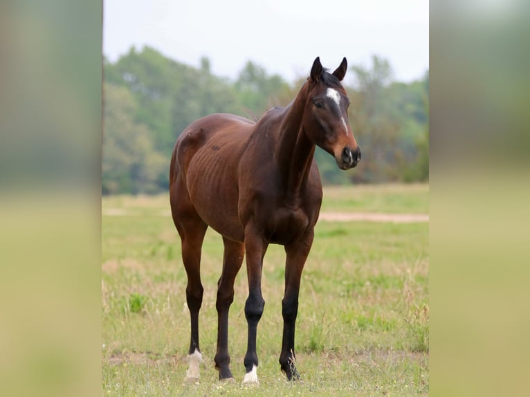 Quarter horse américain Hongre 5 Ans 163 cm  in Athens