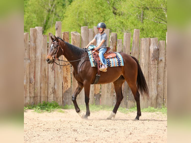 Quarter horse américain Hongre 5 Ans 163 cm  in Athens