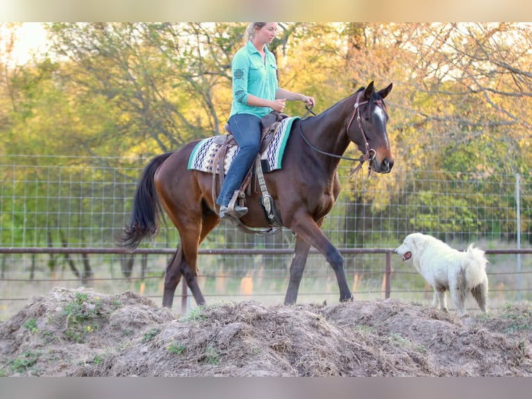 Quarter horse américain Hongre 5 Ans 163 cm  in Athens