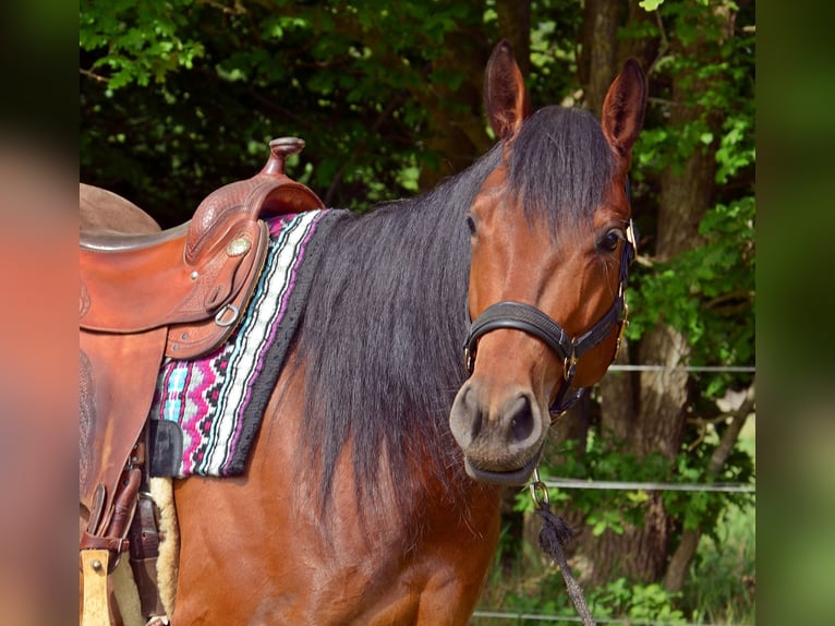 Quarter horse américain Hongre 5 Ans 165 cm Bai in Groß Kummerfeld