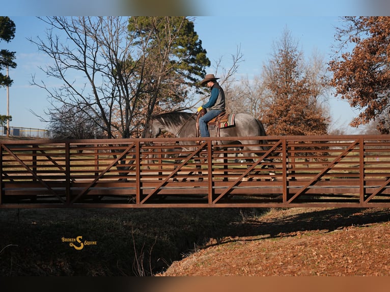 Quarter horse américain Hongre 5 Ans 165 cm Rouan Bleu in Bogard MO