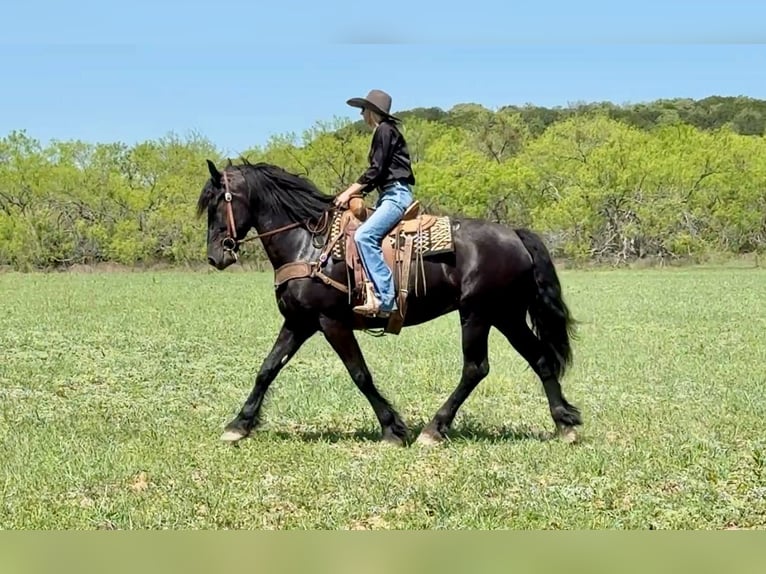 Quarter horse américain Hongre 5 Ans 168 cm Noir in Jacksboro TX