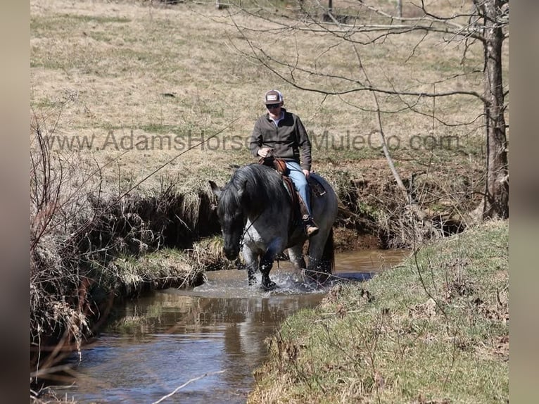 Quarter horse américain Hongre 5 Ans 168 cm in Mount Vernon