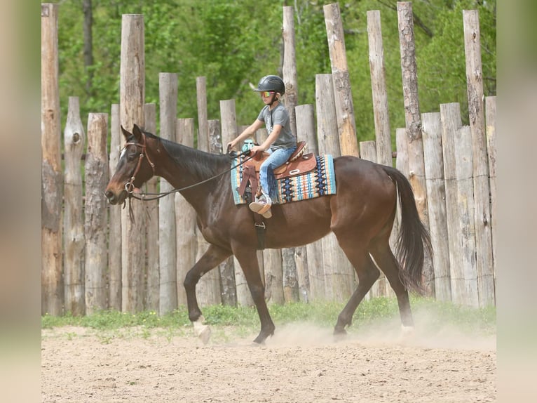 Quarter horse américain Hongre 5 Ans 170 cm  in Athens