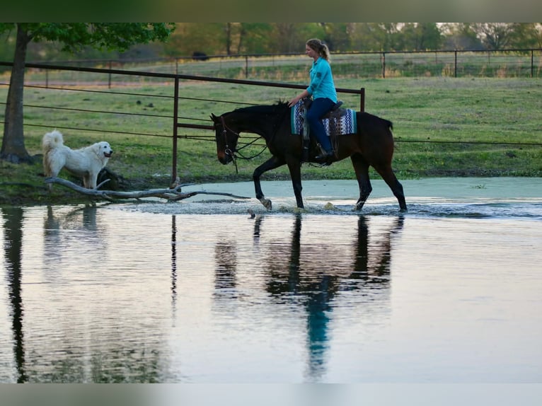 Quarter horse américain Hongre 5 Ans 170 cm  in Athens
