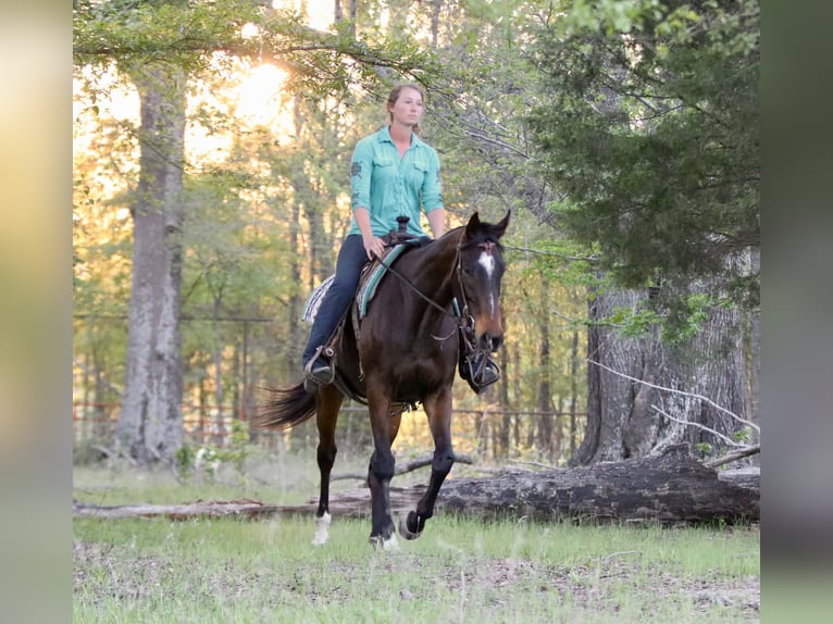 Quarter horse américain Hongre 5 Ans 170 cm  in Athens