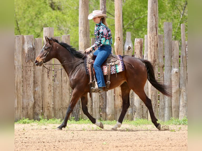 Quarter horse américain Hongre 5 Ans 170 cm  in Athens