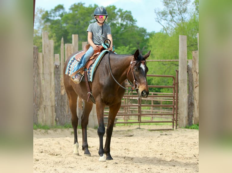 Quarter horse américain Hongre 5 Ans 170 cm  in Athens