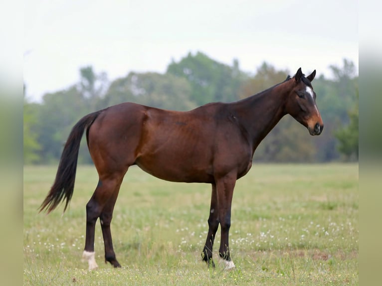 Quarter horse américain Hongre 5 Ans 170 cm  in Athens