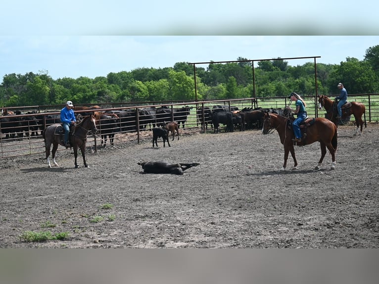 Quarter horse américain Hongre 5 Ans Alezan brûlé in Waco