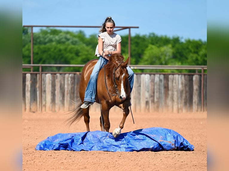 Quarter horse américain Hongre 5 Ans Alezan brûlé in Waco