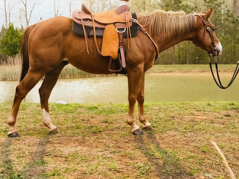 Quarter horse américain Hongre 5 Ans Alezan brûlé in Dinwiddie