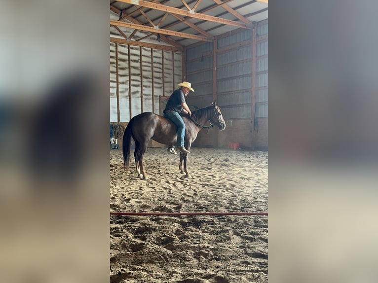 Quarter horse américain Hongre 5 Ans Alezan brûlé in Bolivar MO