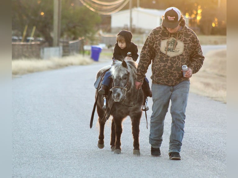 Quarter horse américain Hongre 5 Ans Alezan brûlé in Stephenville TX