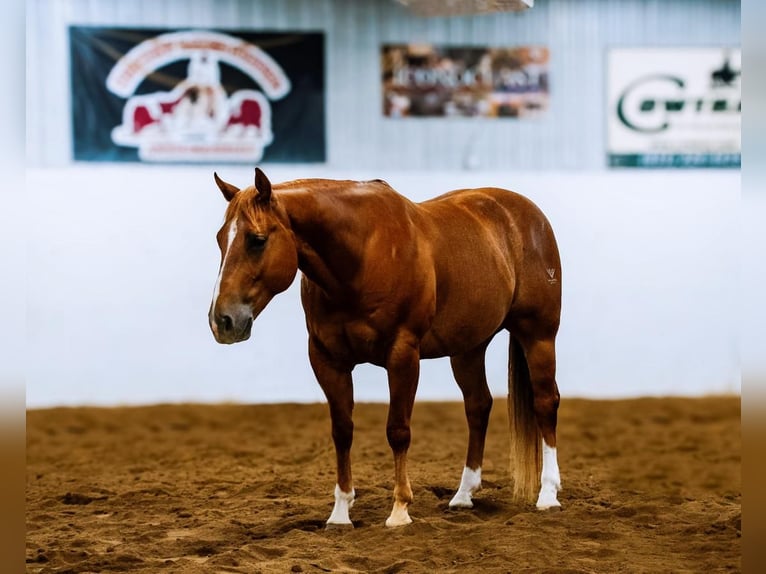 Quarter horse américain Hongre 5 Ans Alezan cuivré in Nevis, MN