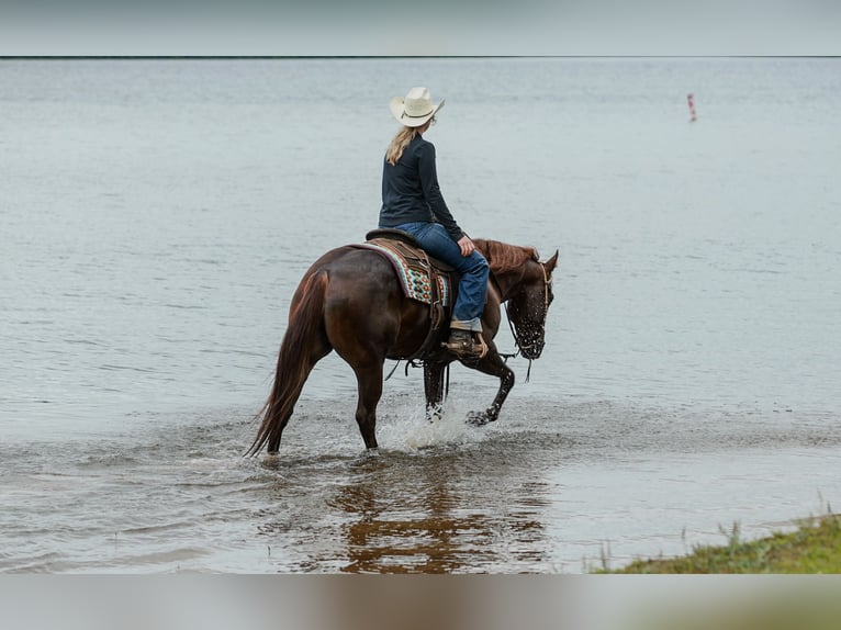 Quarter horse américain Hongre 5 Ans Alezan cuivré in Quitman