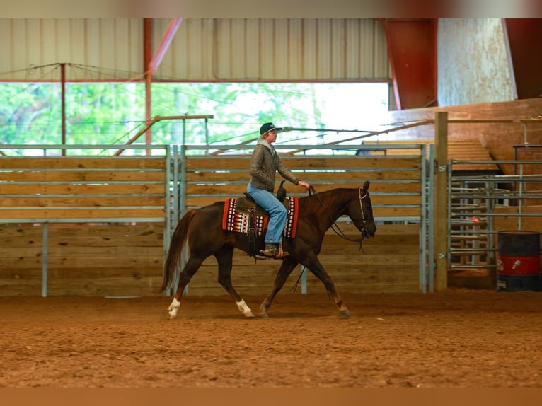 Quarter horse américain Hongre 5 Ans Alezan cuivré in Quitman