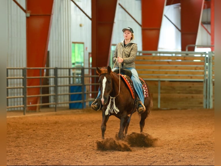 Quarter horse américain Hongre 5 Ans Alezan cuivré in Quitman