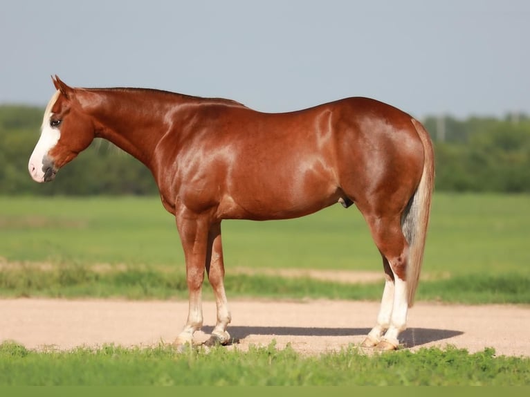 Quarter horse américain Hongre 5 Ans Alezan cuivré in Whitesboro, TX
