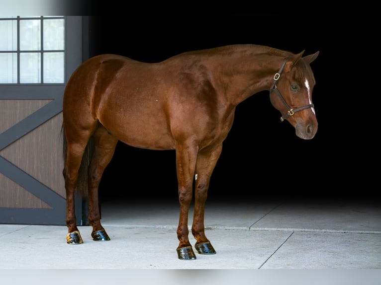 Quarter horse américain Hongre 5 Ans Alezan cuivré in Brinkhaven