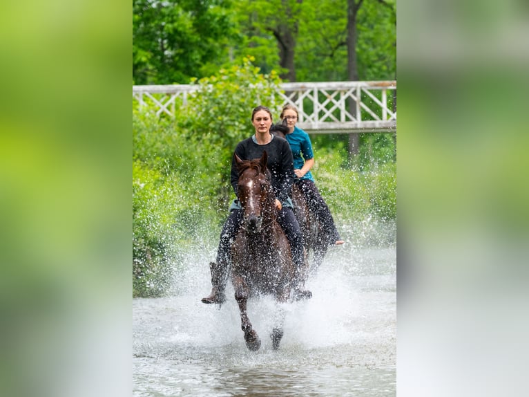 Quarter horse américain Hongre 5 Ans Alezan cuivré in Brinkhaven
