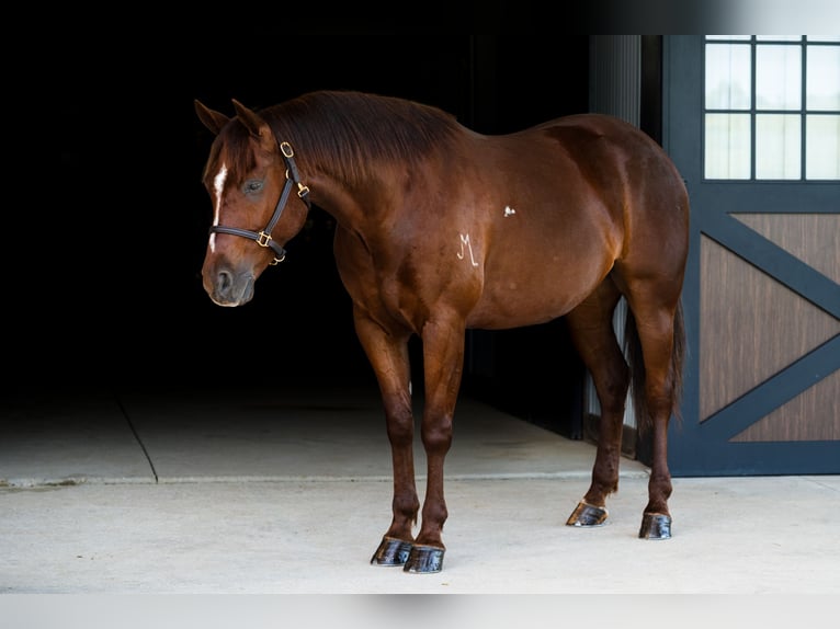 Quarter horse américain Hongre 5 Ans Alezan cuivré in Brinkhaven