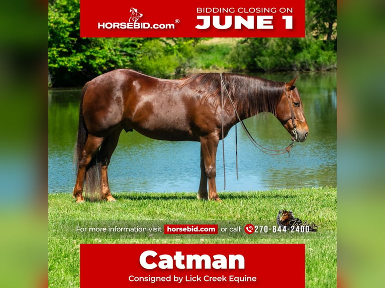 Quarter horse américain Hongre 5 Ans Alezan cuivré in Henderson