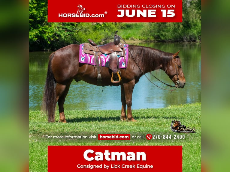 Quarter horse américain Hongre 5 Ans Alezan cuivré in Henderson