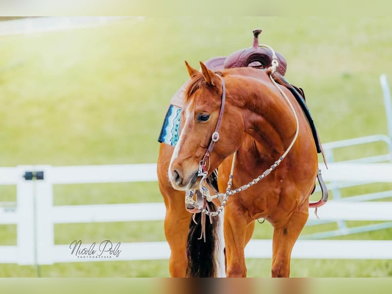Quarter horse américain Hongre 5 Ans Alezan cuivré in Chatsworth, GA