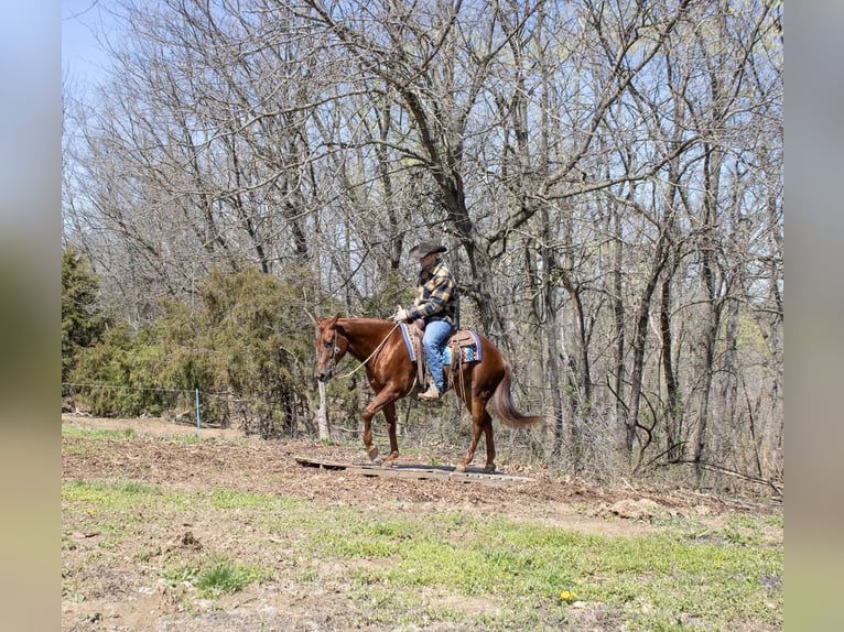 Quarter horse américain Hongre 5 Ans Alezan cuivré in Sedalia, MO