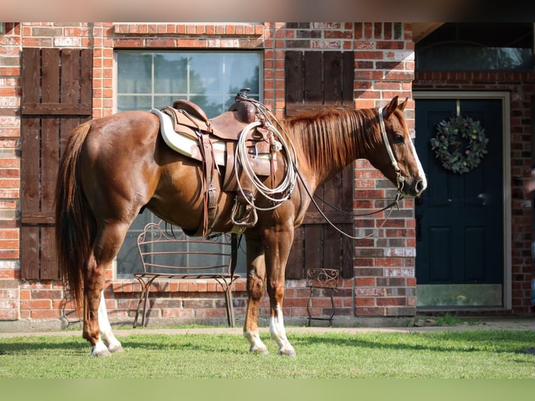 Quarter horse américain Croisé Hongre 5 Ans Alezan cuivré in Waco, TX