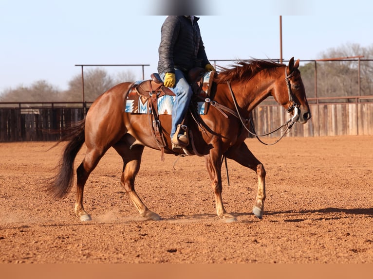 Quarter horse américain Hongre 5 Ans Alezan cuivré in Waco, TX