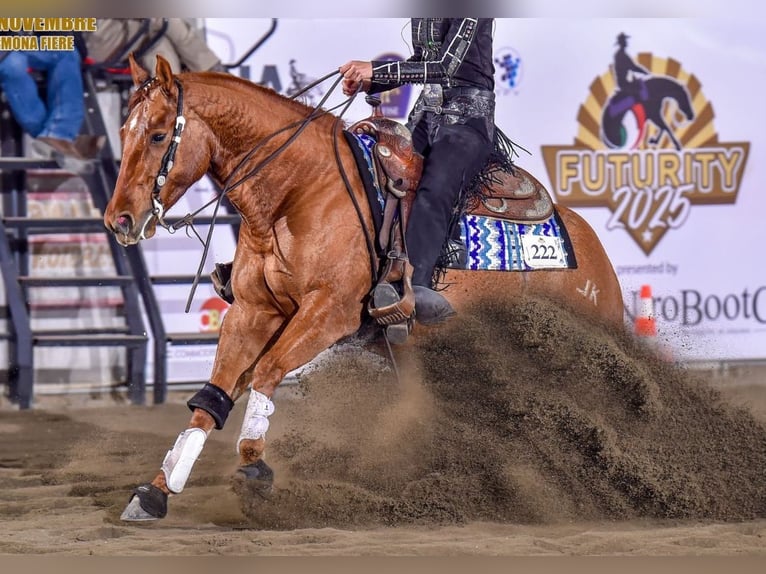 Quarter horse américain Hongre 5 Ans Alezan in Ums