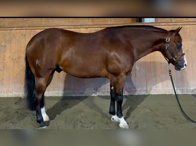 Quarter horse américain Hongre 5 Ans Bai brun in Brescia