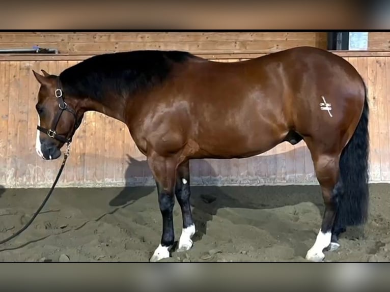 Quarter horse américain Hongre 5 Ans Bai brun in Brescia
