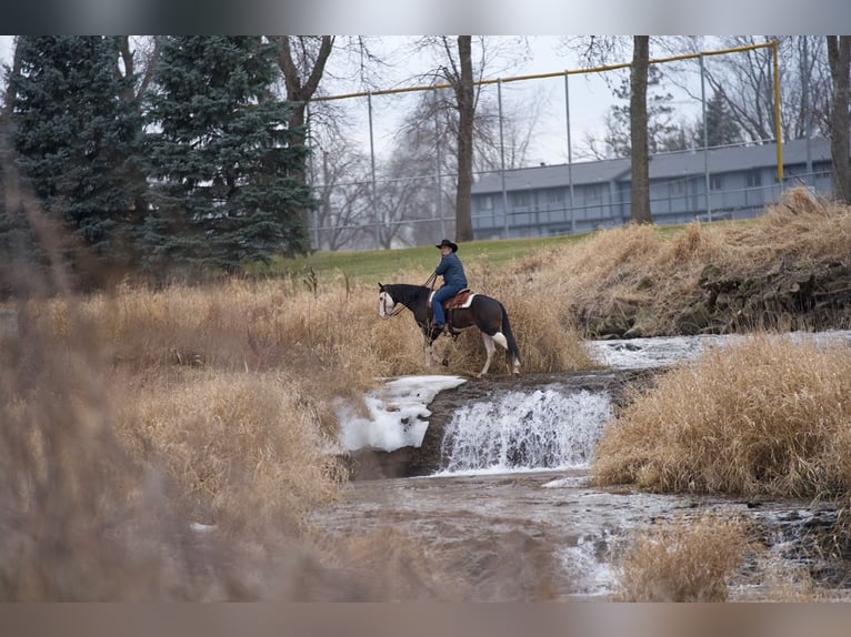 Quarter horse américain Hongre 5 Ans Bai cerise in Cannon Falls
