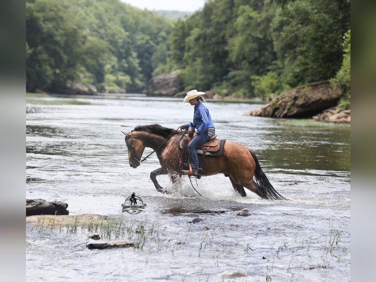 Quarter horse américain Hongre 5 Ans Buckskin in Gladstone, NJ