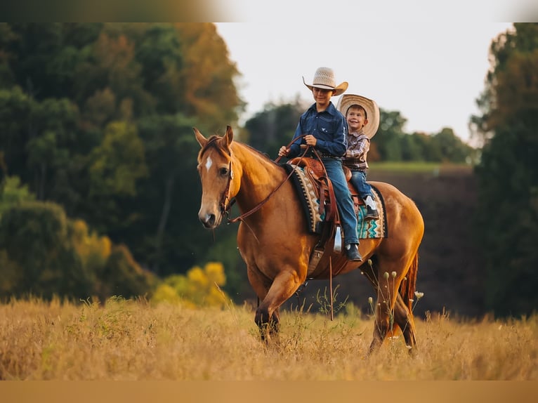 Quarter horse américain Hongre 5 Ans Buckskin in Lyles