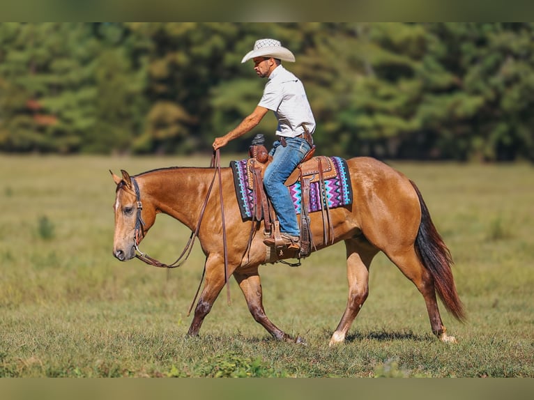 Quarter horse américain Hongre 5 Ans Buckskin in Lyles