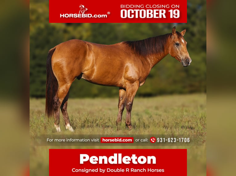 Quarter horse américain Hongre 5 Ans Buckskin in Lyles
