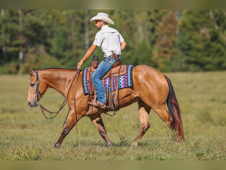 Quarter horse américain Hongre 5 Ans Buckskin in Lyles