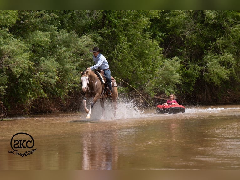 Quarter horse américain Hongre 5 Ans Buckskin in Canyon