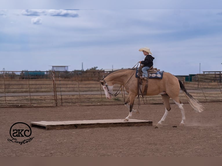 Quarter horse américain Hongre 5 Ans Buckskin in Canyon