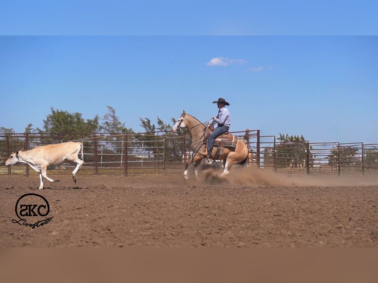 Quarter horse américain Hongre 5 Ans Buckskin in Canyon
