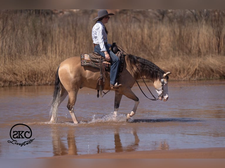 Quarter horse américain Hongre 5 Ans Buckskin in Canyon