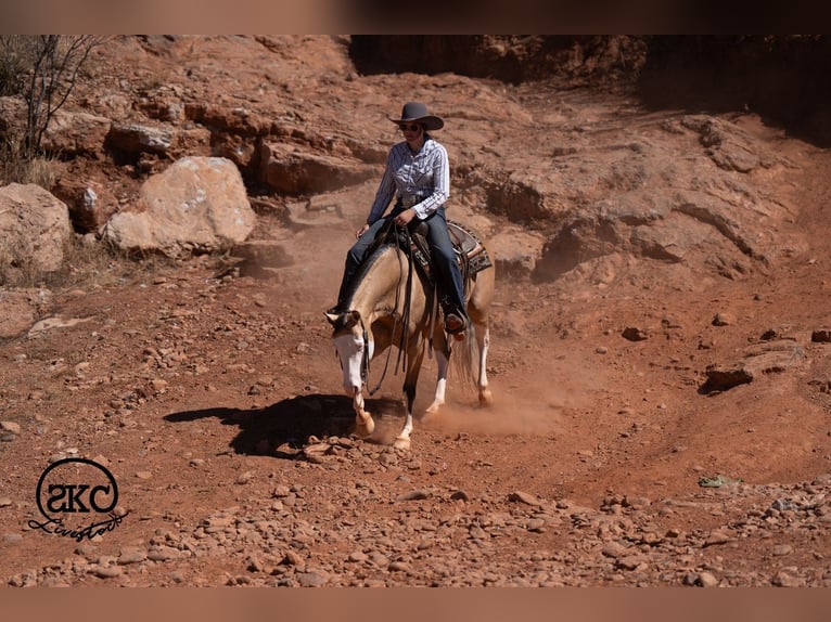 Quarter horse américain Hongre 5 Ans Buckskin in Canyon