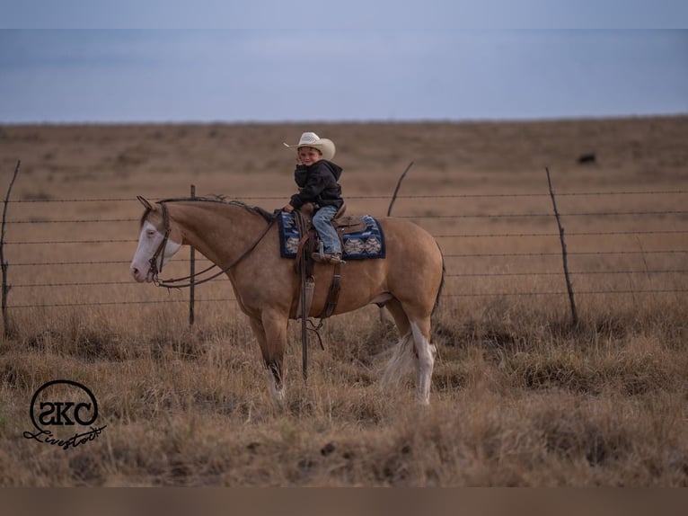 Quarter horse américain Hongre 5 Ans Buckskin in Canyon
