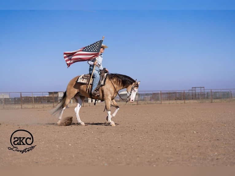 Quarter horse américain Hongre 5 Ans Buckskin in Canyon