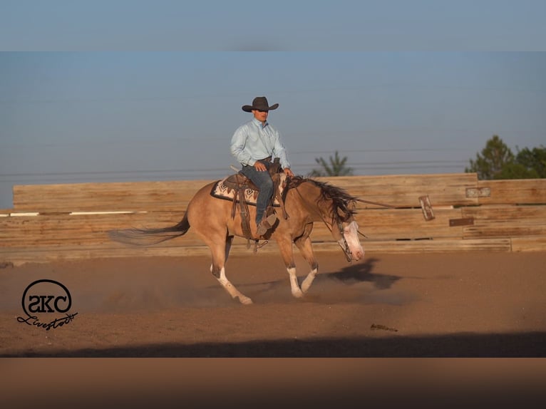 Quarter horse américain Hongre 5 Ans Buckskin in Canyon
