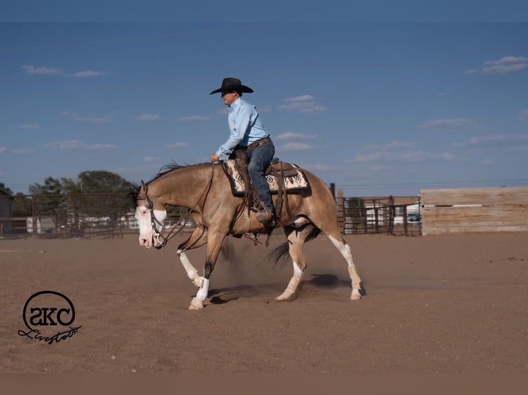 Quarter horse américain Hongre 5 Ans Buckskin in Canyon